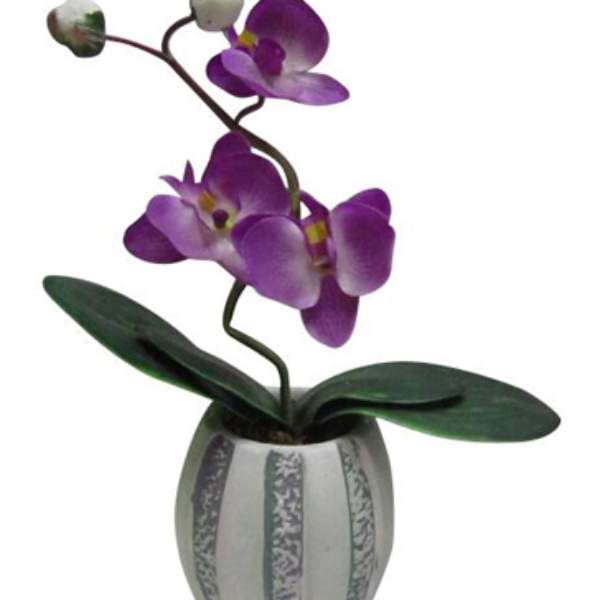 ORCHID IN VASE - CLOSED BOX