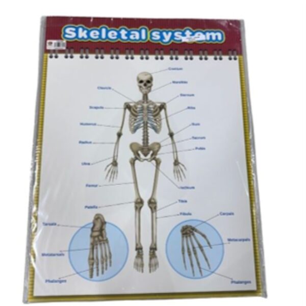 POSTER - SKELETAL SYSTEM