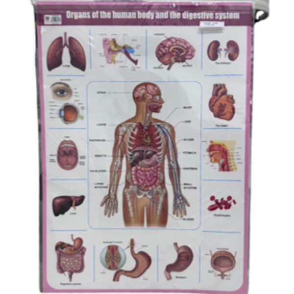 POSTER - ORGANS OF THE HUMAN BODY